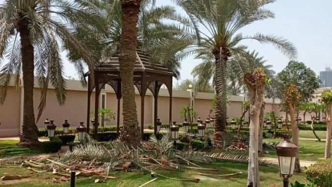 تكريب وتنظيف النخيل